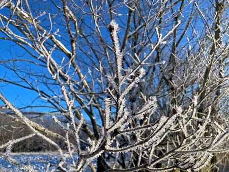 12月14日、マイナス18度の朝　白霜